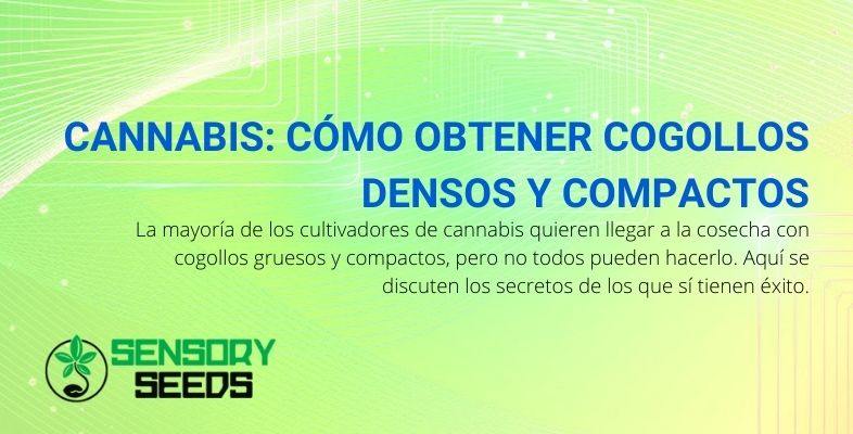 Cogollos de cannabis compactos y densos