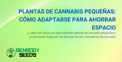 Cómo conseguir una planta de cannabis pequeña y productiva