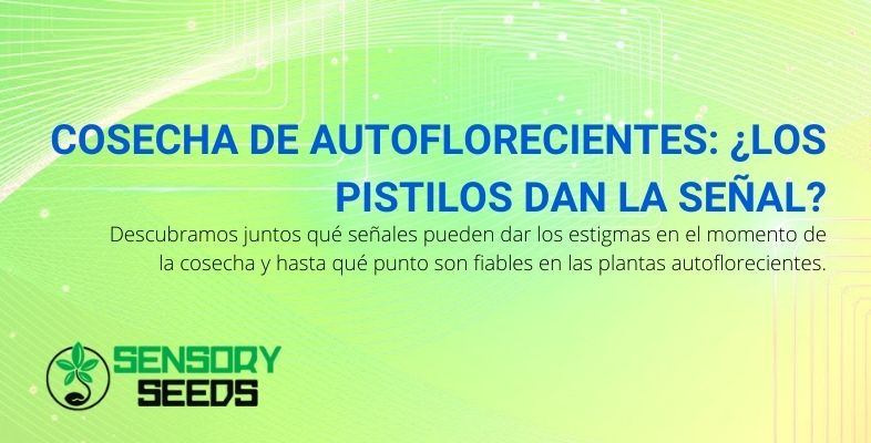 Las pistas de los pistilos en la cosecha de autoflorecientes