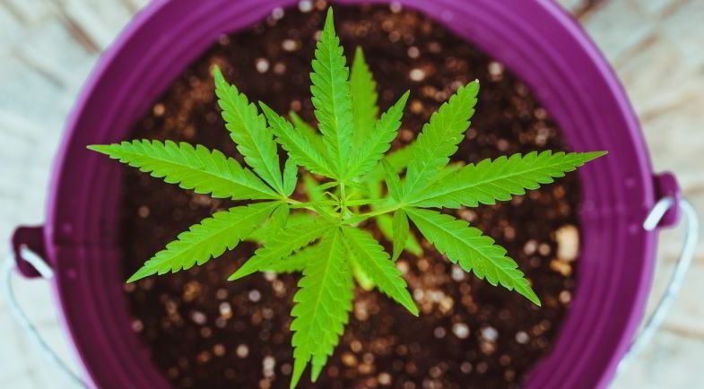 Pequeña planta de cannabis en maceta