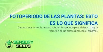 ¿Qué significa el fotoperiodo para las plantas?