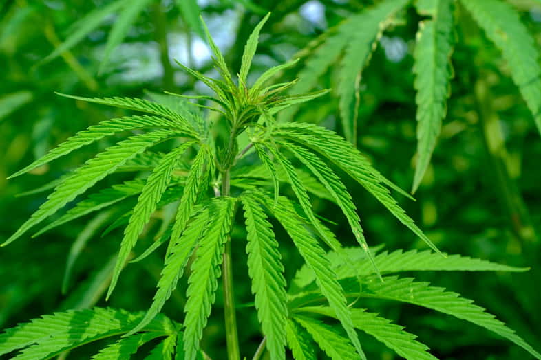 Planta de cannabis sativa