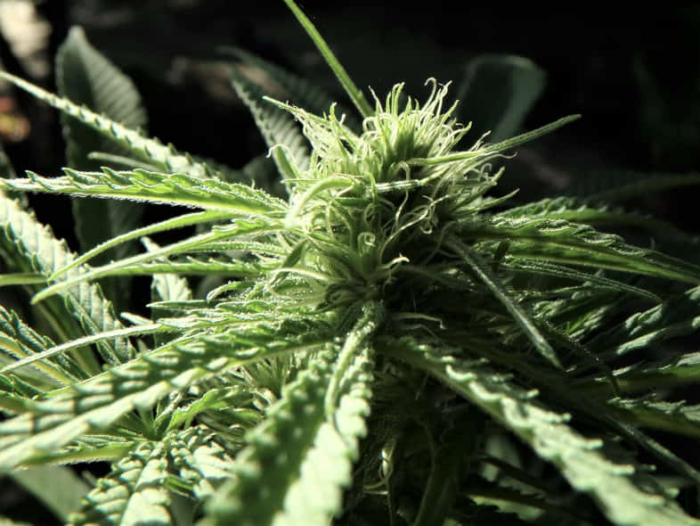 Planta de semillas de cannabis autofloreciente