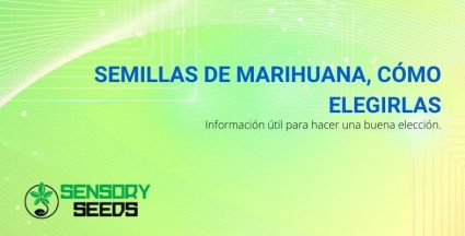 Cómo elegir las semillas de marihuana