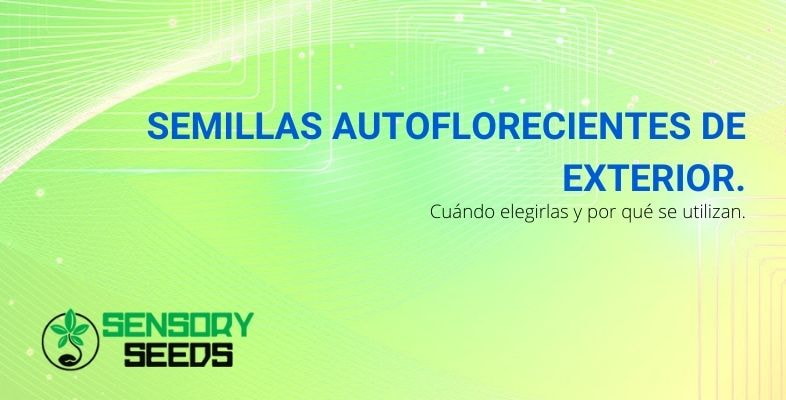 Cuándo elegir y por qué utilizar semillas autoflorecientes de exterior