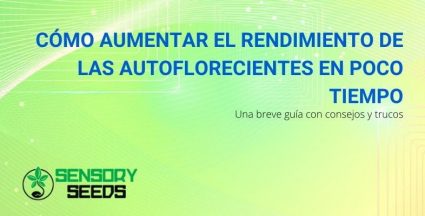 Guía para aumentar el rendimiento de las autoflorecientes