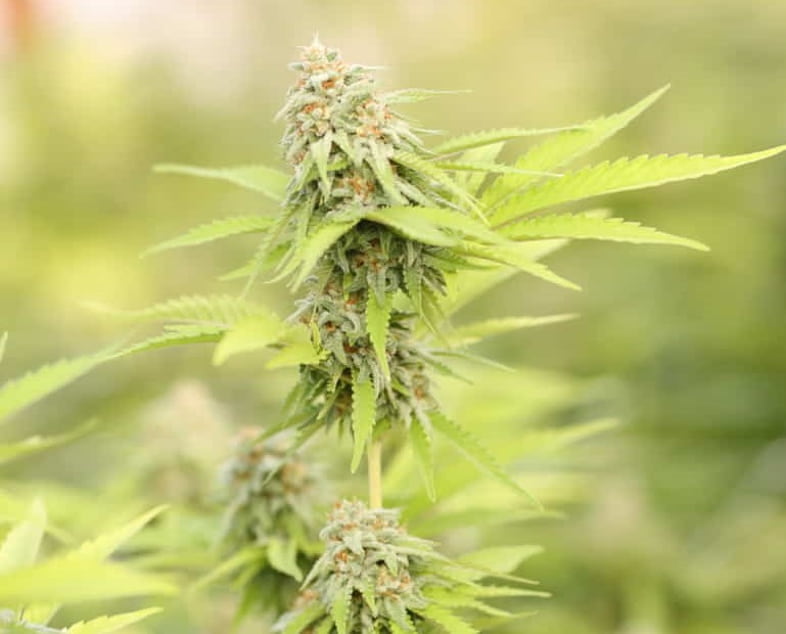 Mejor variedad de cannabis autofloreciente al aire libre 