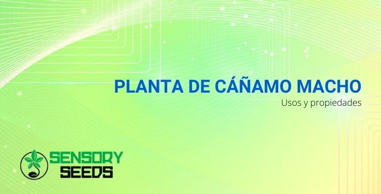 Propiedades y usos de la planta de cáñamo macho