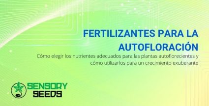 Qué abonos para plantas autoflorecientes utilizar