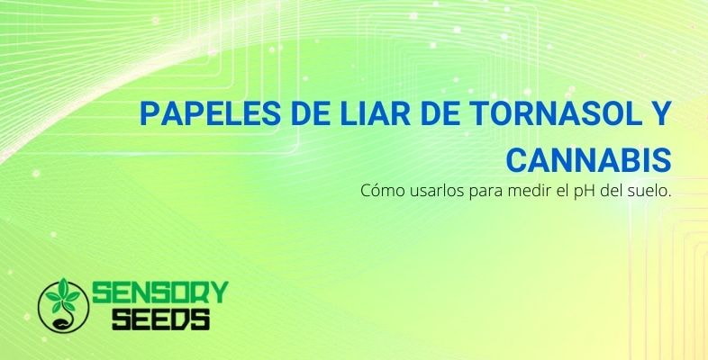 ¿Cómo utilizar el papel tornasol para medir el pH del suelo del cannabis?