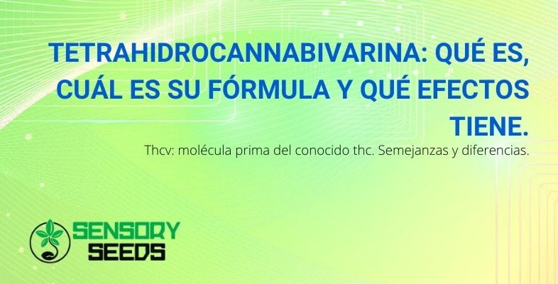 Qué es la tetrahidrocannabivarina y sus efectos