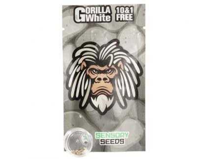 semillas feminizadas white gorilla