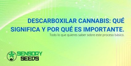 El significado y la importancia de descarboxilar el cannabis