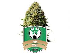 semillas-feminizadas-AK47