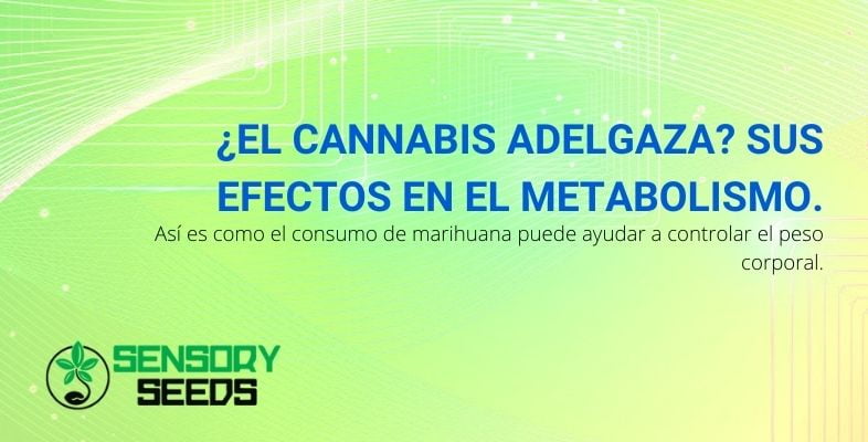 El cannabis y sus efectos sobre el metabolismo