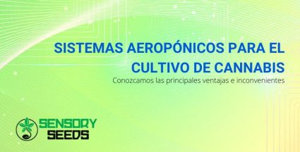 Cultivo de cannabis con sistemas aeropónicos