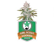 semillas-feminizadas-girl-scout-cookies