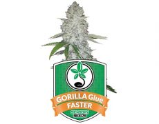 semillas-feminizadas-gorilla-glue-faster