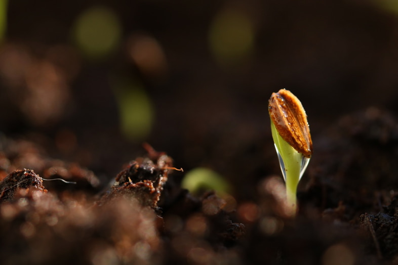 Semillas gemelas en el medio de cultivo