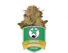 semillas-feminizadas-space-mango