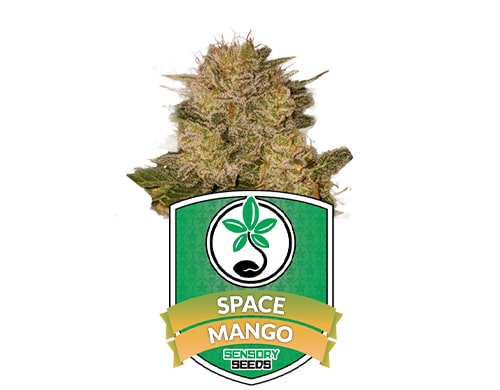semillas-feminizadas-space-mango