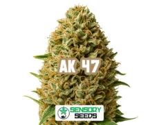 ak-47-sensoryseeds Inflorescencia resinosa de la variedad AK 47 de Sensoryseeds