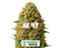 Inflorescencia resinosa de la variedad AK 47 de Sensoryseeds