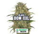 23975 Inflorescencia resinosa de la variedad Black Dom XXL de Sensoryseeds