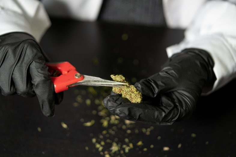 Canapicultor-recorte de inflorescencias de cannabis
