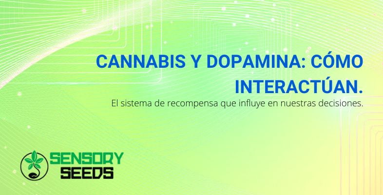 Cómo interactúan el cannabis y la dopamina