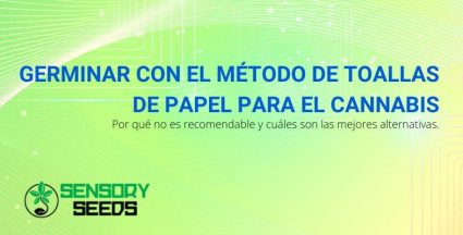 Germinar el cannabis con el método de la toalla de papel