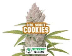 girl-scout-cookies-sensoryseeds Inflorescencia resinosa de la variedad Girl Scout Cookiesde Sensoryseeds