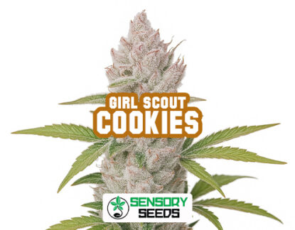 Inflorescencia resinosa de la variedad Girl Scout Cookiesde Sensoryseeds