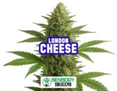 london-cheese-sensoryseeds Inflorescencia resinosa de la variedad London Cheese de Sensoryseeds