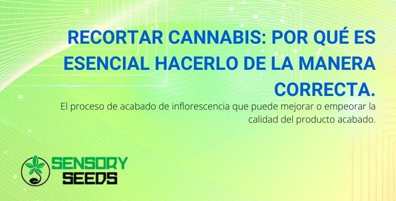 Por qué es esencial recortar el cannabis