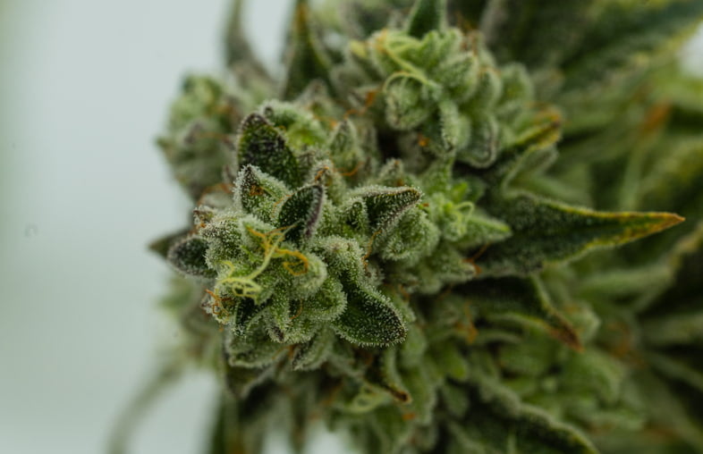 El potencial terapéutico del pineno del cannabis