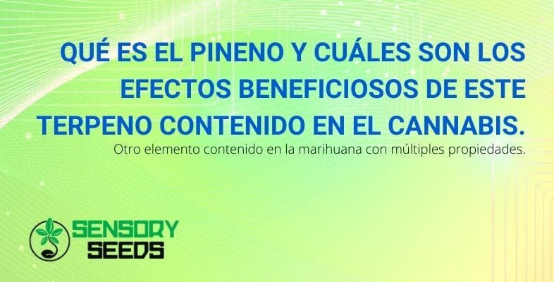 ¿Qué es el pineno y cuáles son sus beneficios?