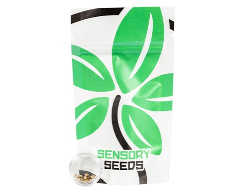 semillas-de-cannabis-space-mango