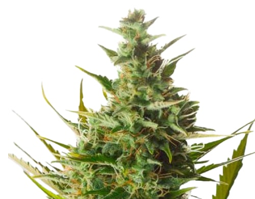 semillas-feminizadas-london-cheese