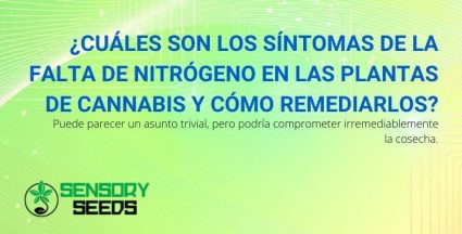 Síntomas y remedios de la carencia de nitrógeno en la planta de cannabis