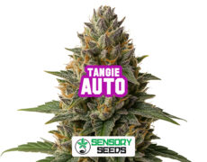 Inflorescencia resinosa de la variedad Tangie Auto de Sensoryseeds