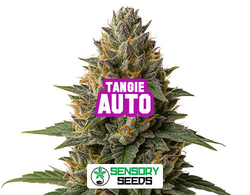 Inflorescencia resinosa de la variedad Tangie Auto de Sensoryseeds