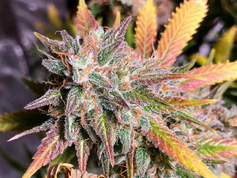 Tricomas de cannabis