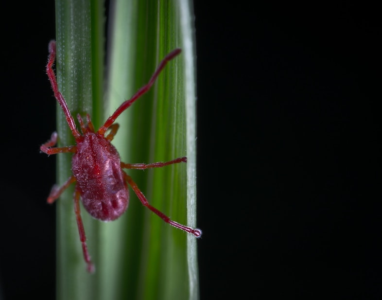 Araña roja del cáñamo