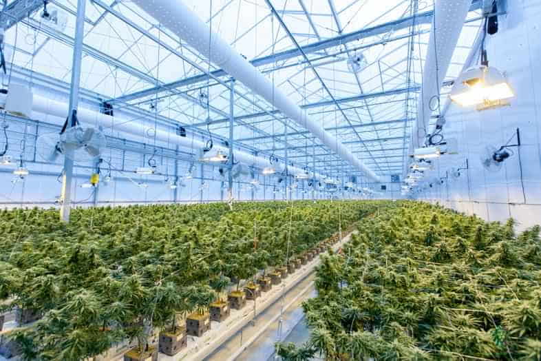 Plantas de cannabis cultivadas en interior