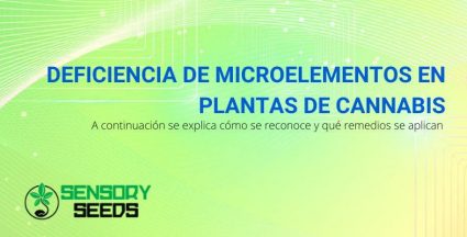 Plantas de cannabis deficientes en microelementos