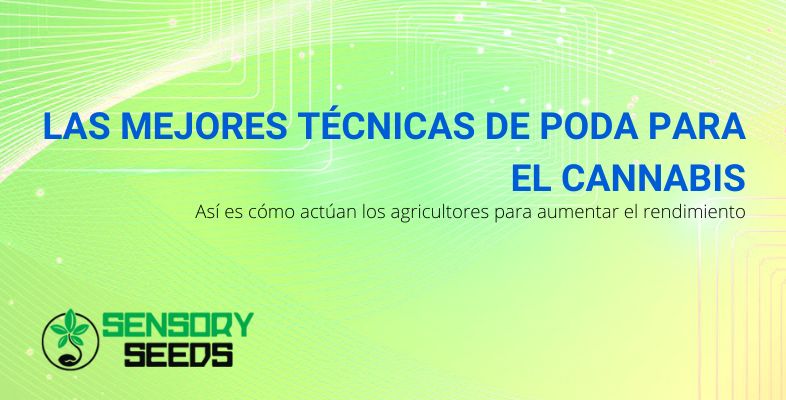 Poda del cannabis: las mejores técnicas