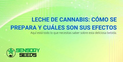 Preparación y efectos de la leche de cannabis