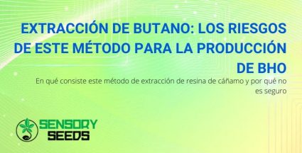 Los riesgos de la extracción de resina de cannabis con butano