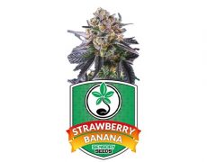 semillas-feminizadas-strawberry-banana